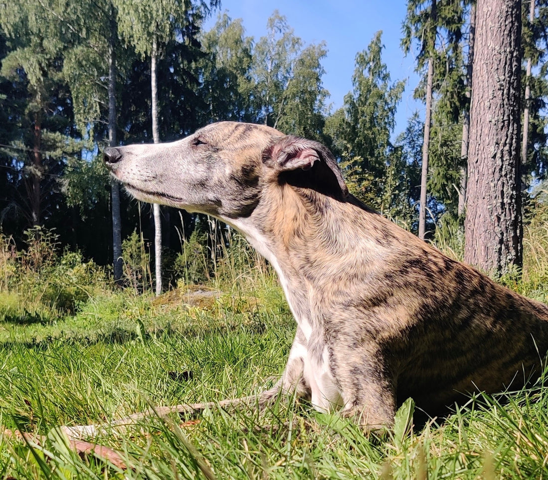 Rento vinttikoira ulkoilemassa luonnossa. Hyvinvoivan koiran tunnistaa tasapainoisesta käyttäytymisestä ja kiinnostuksesta ympäristöään kohtaan.