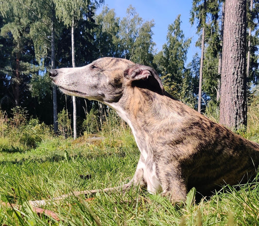 Rento vinttikoira ulkoilemassa luonnossa. Hyvinvoivan koiran tunnistaa tasapainoisesta käyttäytymisestä ja kiinnostuksesta ympäristöään kohtaan.