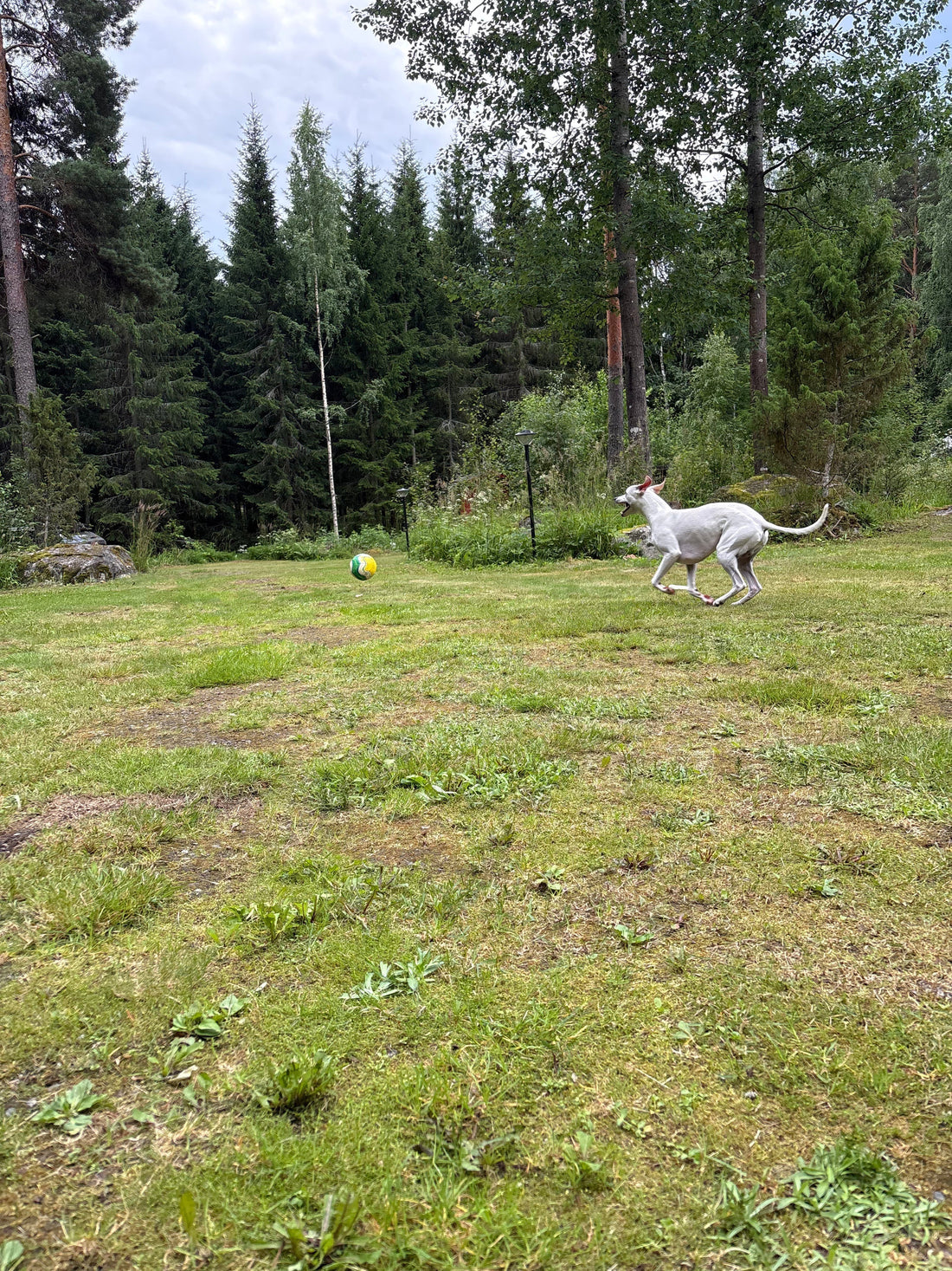 Vinttikoira juokseen nurmella jalkapallon perässä.
