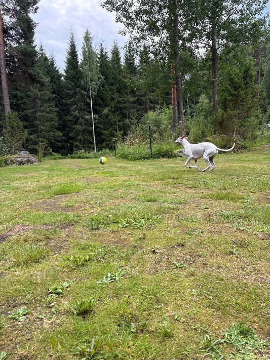 Vinttikoira juokseen nurmella jalkapallon perässä.
