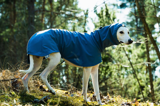 Sipe-vinttikoira kävelee ulkona sininen GL Design Soft Shell -takki yllään. Vedenpitävä takki on suunniteltu erityisesti vinttikoirien tarpeisiin.