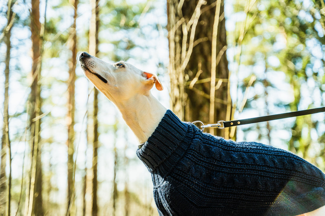 Whippet ulkoilemassa metsässä sinisessa alpakkaneuleessa. Neule pitää koiran läpimänä viileällä säällä ja sopii käytettäväksi vuodenajasta riippumatta.