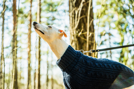 Whippet ulkoilemassa metsässä sinisessa alpakkaneuleessa. Neule pitää koiran läpimänä viileällä säällä ja sopii käytettäväksi vuodenajasta riippumatta.