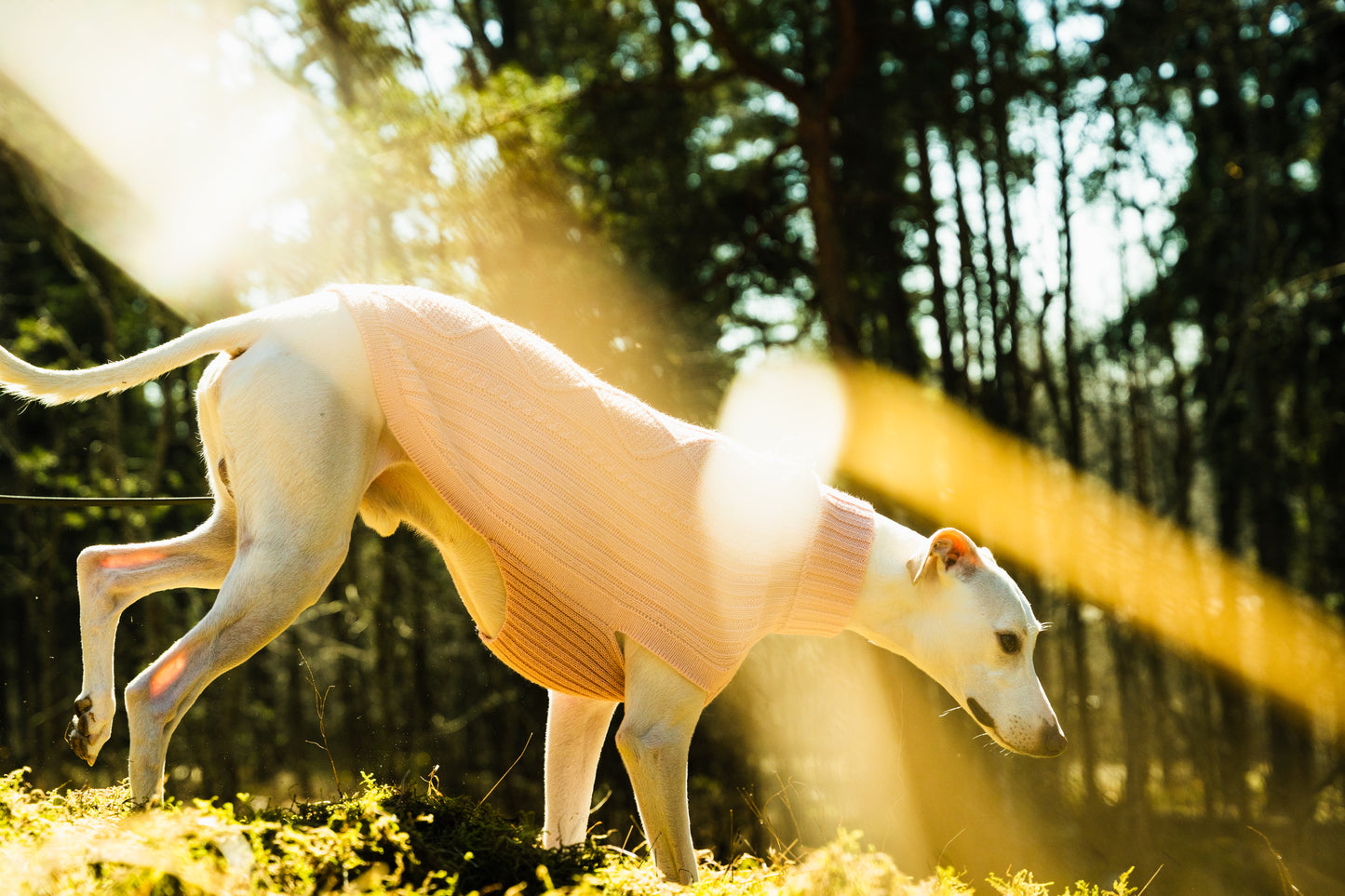 Alqo wasi Blush Pink Aran alpakkaneule