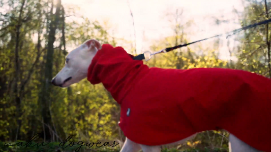 Whippet punaisessa GL Design Soft Shell -takissa. Vedenpitävä ja hengittävä vinttikoiran takki sateiseen ja viileään säähän.